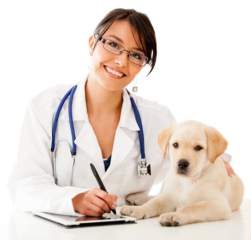 Illustrative pet setting